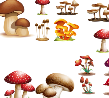 Mycality Mushrooms