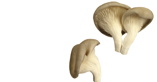 Mycality Mushrooms