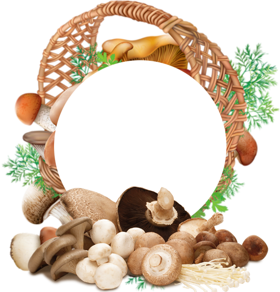 Mycality Mushrooms