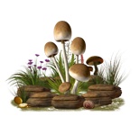 Mycality Mushrooms