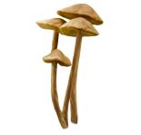 Mycality Mushrooms