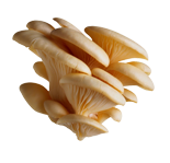 Mycality Mushrooms