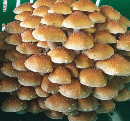 Benefits of Eating Mushrooms