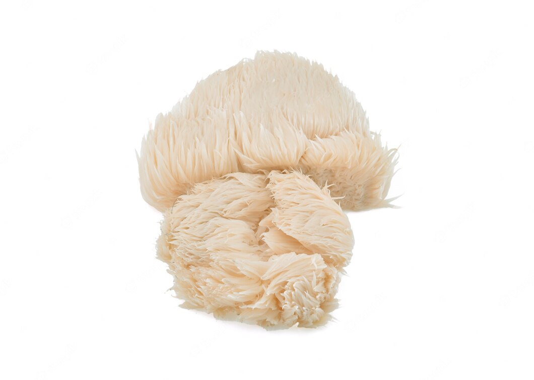 Lion's Mane Mushroom Grow Kit Mycality Mushrooms
